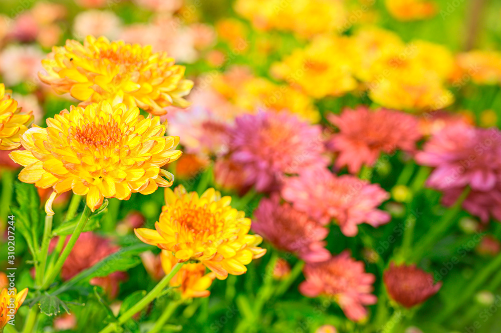 Selective focus of beautiful orange or yellow flower with soft blurred bokeh background.