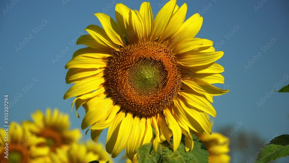 Close up shot of a sunflower in a swaying field in the wind Close up shot of a sunflower in a swaying field in the wind