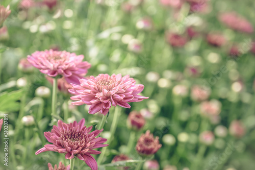 Vintage style of  Selective focus of beautiful pink or red flower with soft blurred bokeh background.