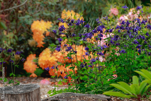 purple delphinium against orange rhododendron in outdoor garden