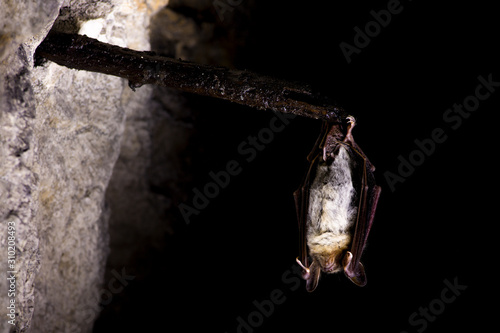Close up strange animal Greater mouse-eared bat Myotis myotis hanging upside down on old wooden stick in stole. Wildlife photography in distinctive dark to light colors.