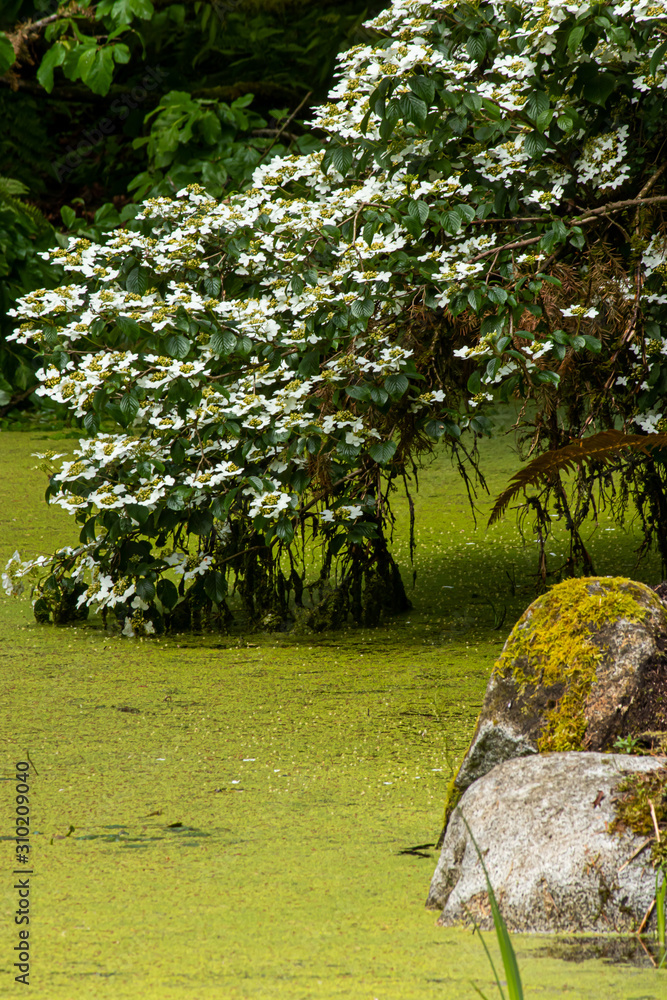 Obraz premium white flowering tree over bright green pond