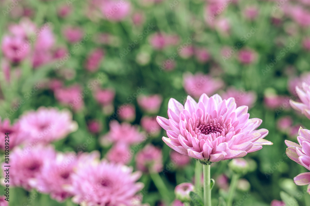 Selective focus of beautiful pink flower with soft blurred bokeh background. Selective focus of beautiful pink flower with soft blurred bokeh background.