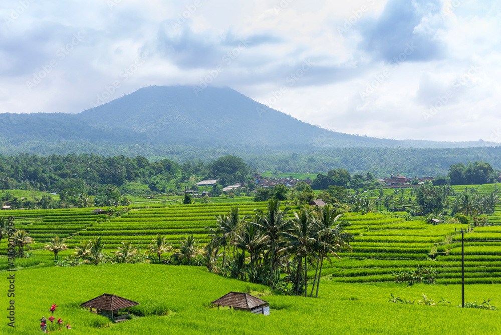 Green rice fields on  Jatiluwih rice terrace near Ubud on Bali island, Indonesia
