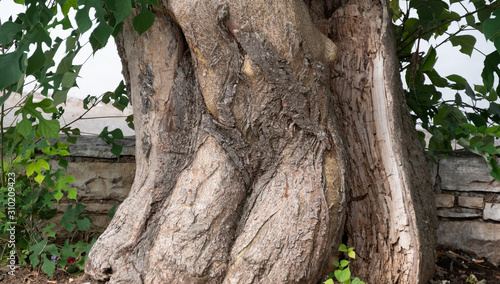 trunk of a tree like human body