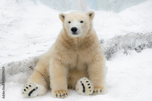 Fotografie, Obraz Funny polar bear. Polar bear sitting in a funny pose. white bear