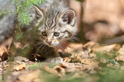 Junge Wildkatze schleicht spielerisch durchs Wald-Dickicht