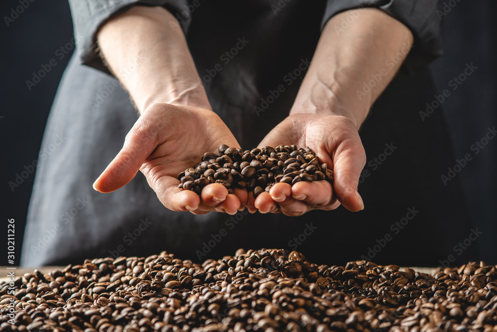 Hands holding fragrant coffee beans. A pile of roasted Arabica grains. Selection of fresh coffee for espresso Hands holding fragrant coffee beans. A pile of roasted Arabica grains. Selection of fresh coffee for espresso