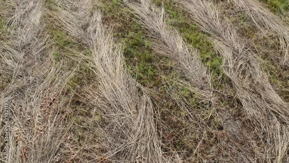 Hay field, close up on mown grass rows Hay field, close up on mown grass rows