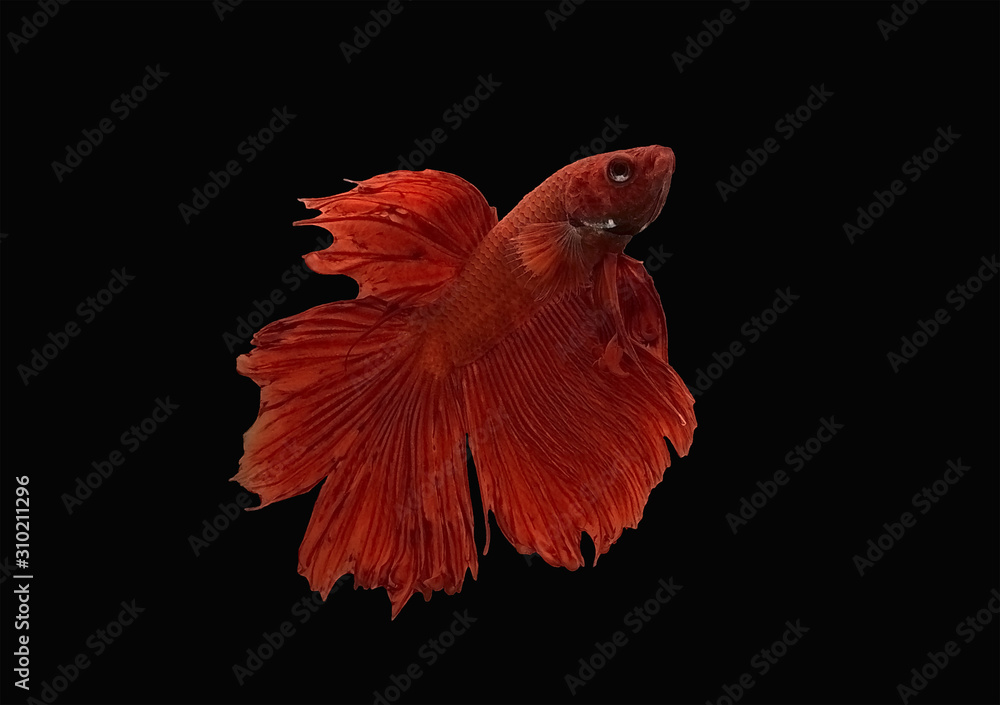 Fancy thai super red betta fish spreading fin and long tail dress swimming. Siamese fighting fish isolated black background. Close up and focus selection Colorful freshwater fishes with CLIPPING PATH