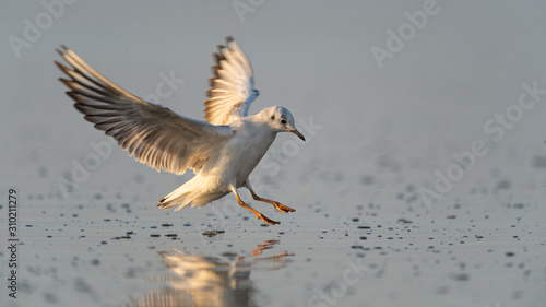 Fotografía Lachmöwe landet auf Wasser am Seeufer