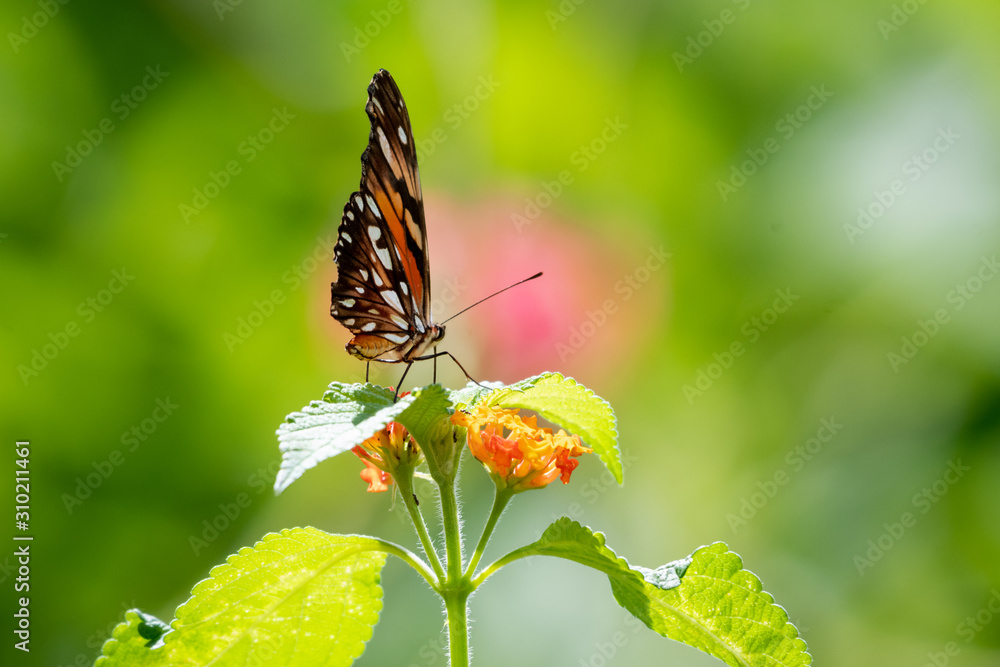 Fototapeta premium A Silver-spotted Flambeau butterfly feeding on a Lantana plant with a bright bokeh background.