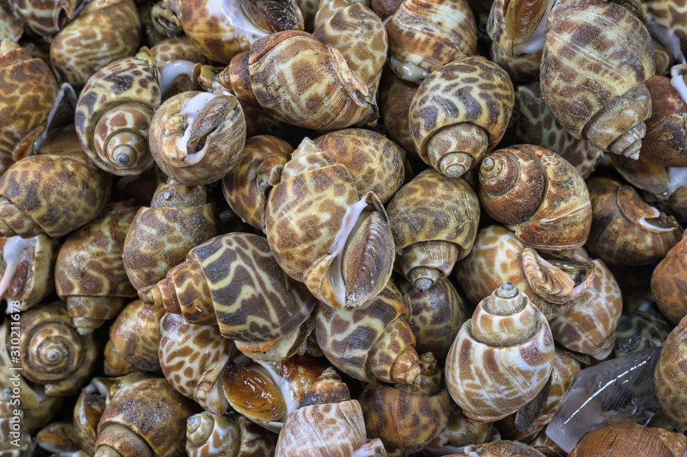 Sweet shellfish ( Spotted babylon ) at seafood market. Sweet shellfish ( Spotted babylon ) at seafood market.