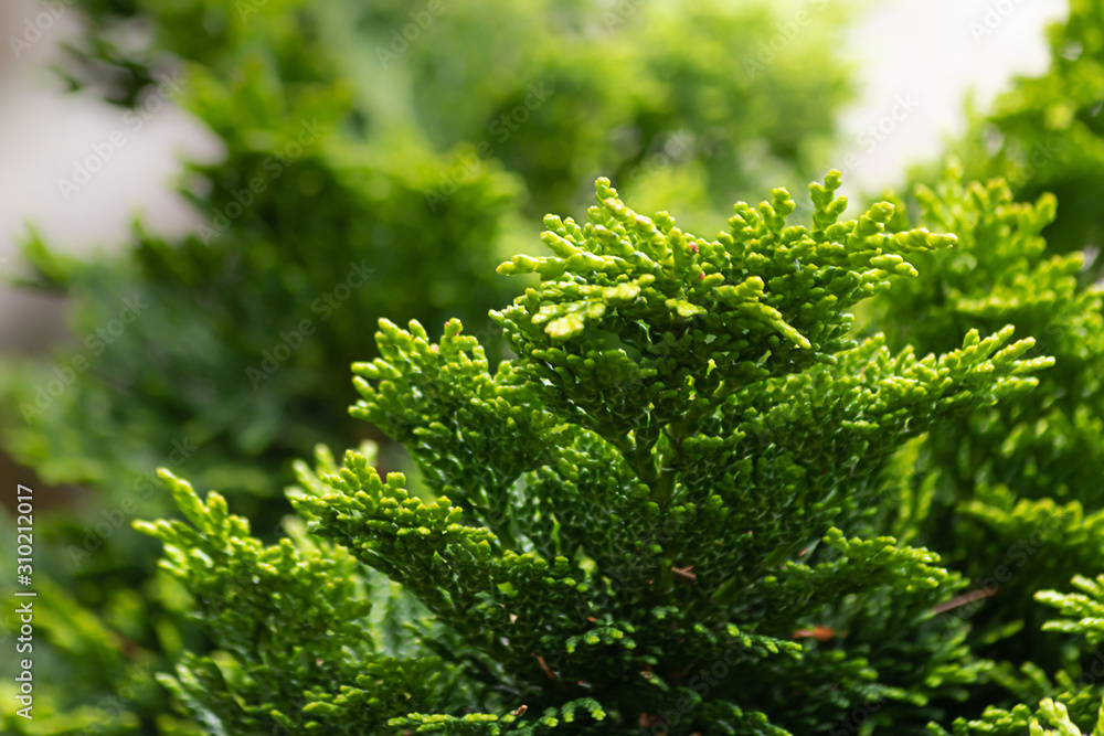 close up of bright green cedar leaves
