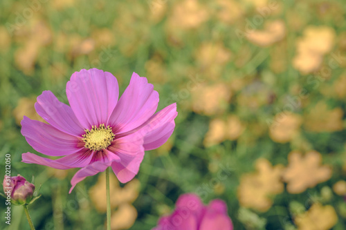 Vintage style of  Selective focus of beautiful pink flower with soft blurred bokeh background.