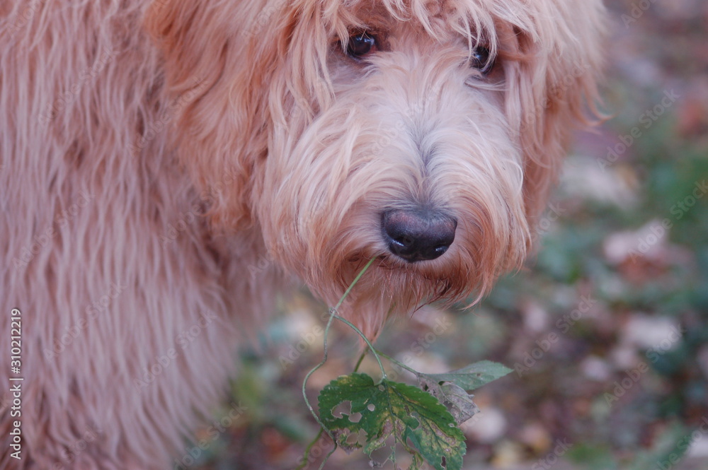 Goldendoodle Eating Leaf Goldendoodle Eating Leaf