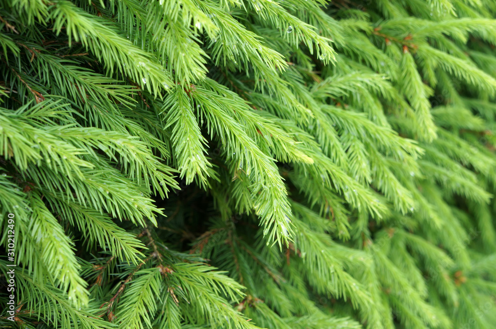 Green needles of young fir tree in forest. Green needles of young fir tree in forest.