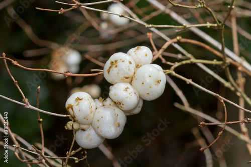 White berries of Common Snowberry on a bare plant in winter photo