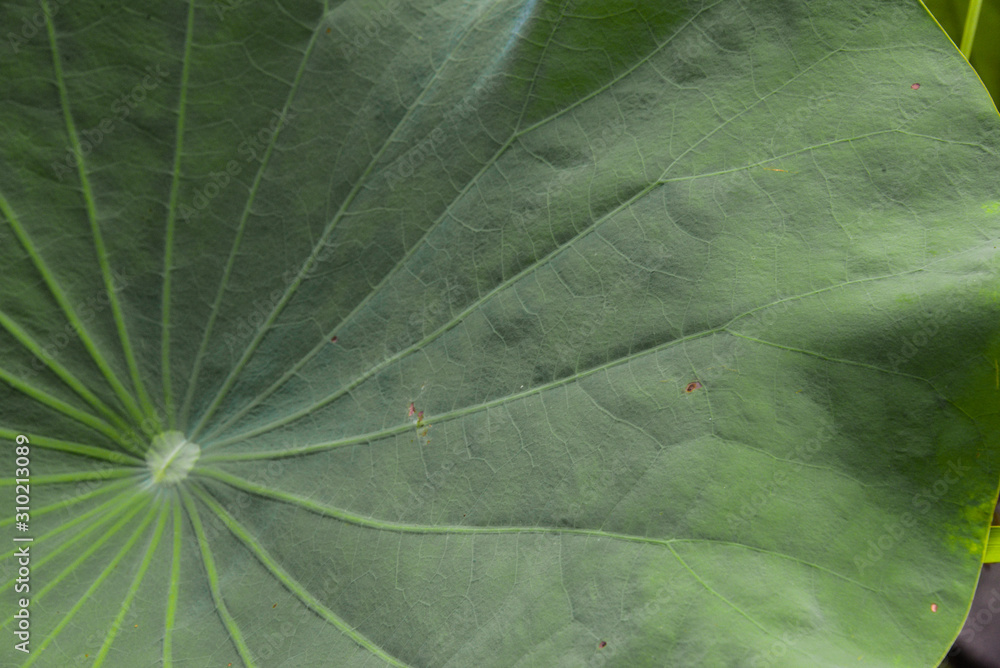 closeup of lotus green leaf closeup of lotus green leaf