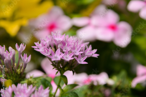 pink flowers in the garden © Put