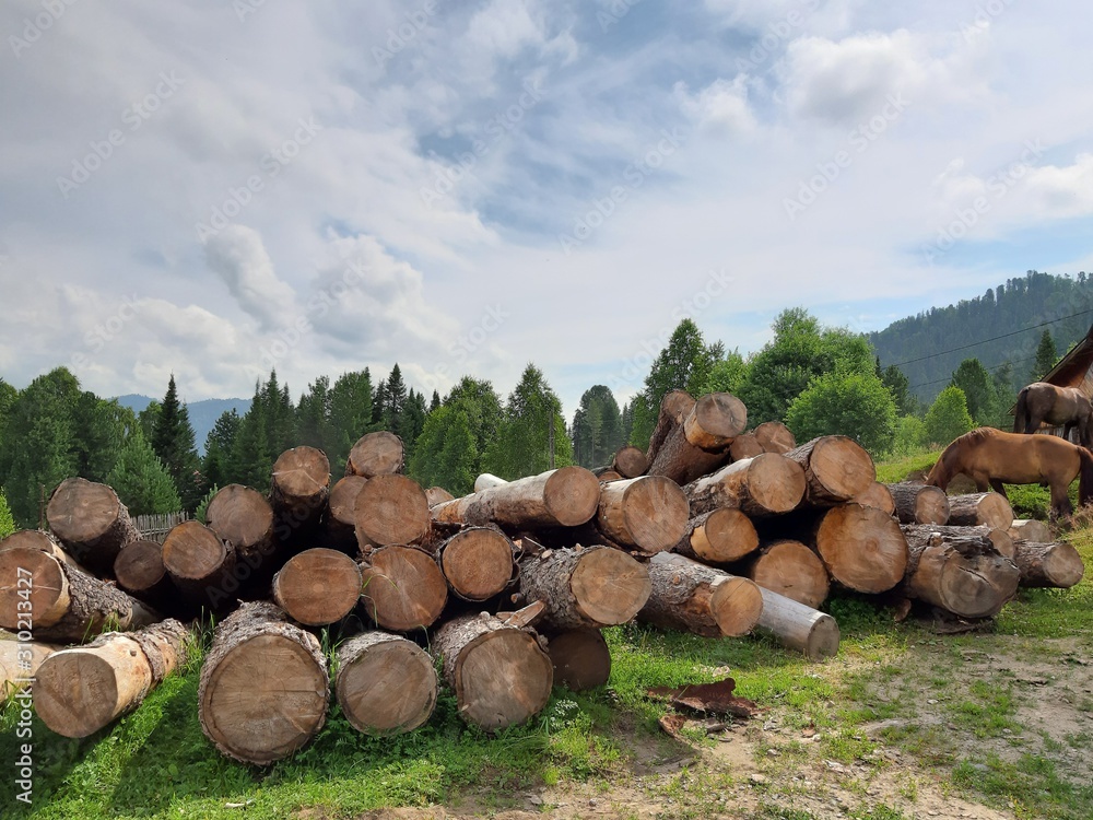 tree cuts on the mountain landscape with horses in the summer tree cuts on the mountain landscape with horses in the summer