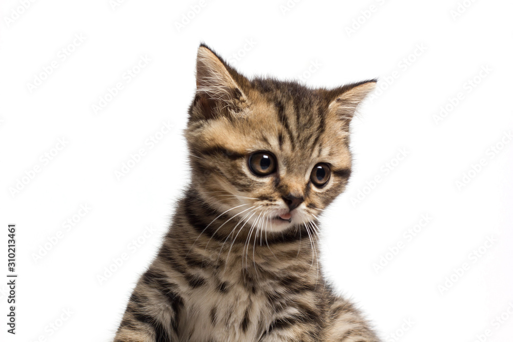 Obraz premium Cute tabby kitten looks surprised isolated on white background