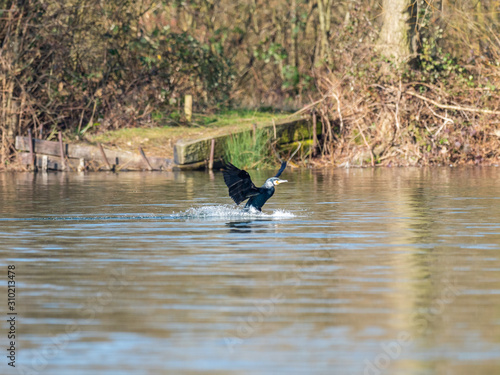 Cormorant swiming in a lake photo