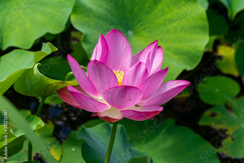 Lotus flower in a pond surrounded by green leaves  in summer