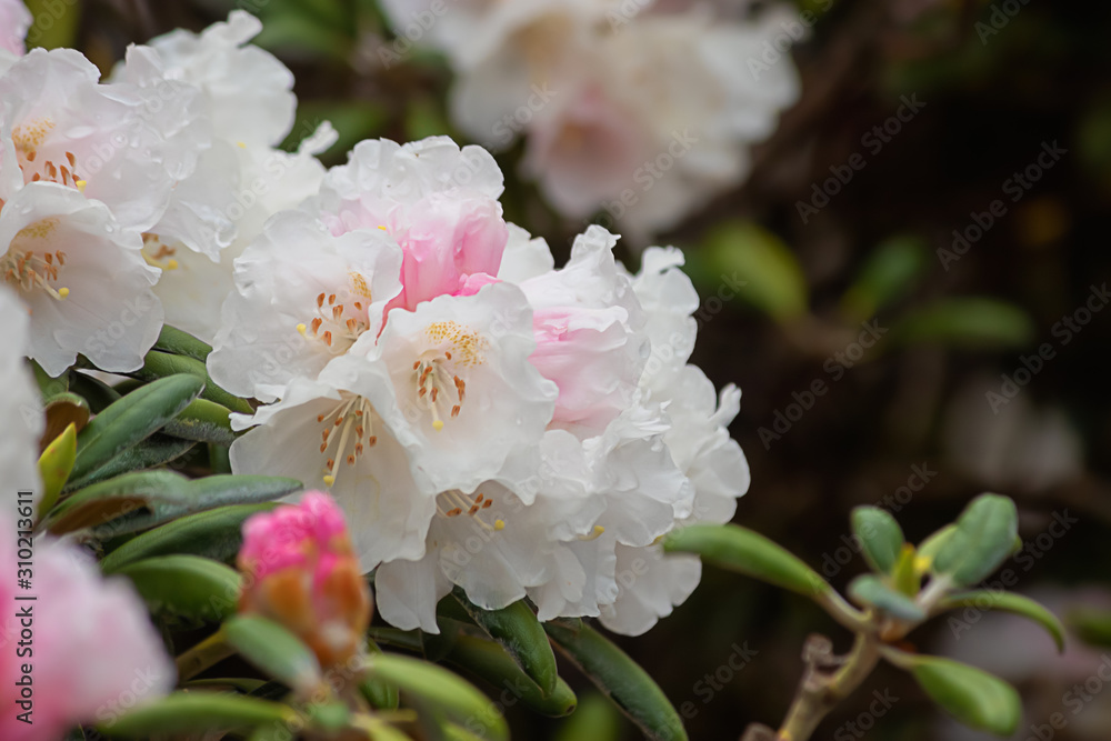 white and pink petals of rhododendrons in full bloom white and pink petals of rhododendrons in full bloom