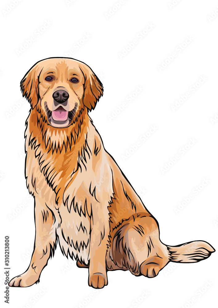 Vector cartoon sketch drawing of the whole body of a smiling yellow dog breed Golden vector hand-drawn outlined design illustration. Stock Vector | Adobe Stock Vector cartoon sketch drawing of the whole body of a smiling yellow dog breed Golden vector hand-drawn outlined design illustration. Stock Vector | Adobe Stock