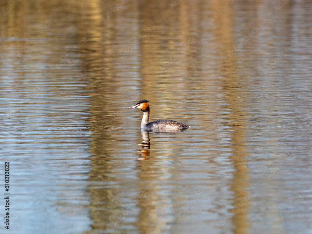 Great Crested Grebe swimming on lake Great Crested Grebe swimming on lake