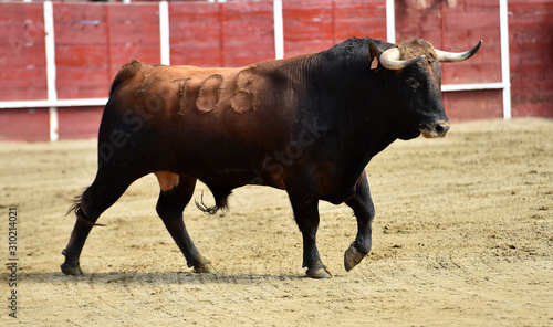 spanish powerful bull with big horns running in the bullring arena in traditional show of bullfight