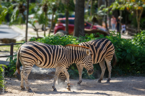 Zebras walking on sand in the zoo