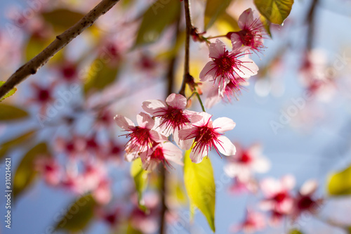 beautiful pink cherry blossom on tree