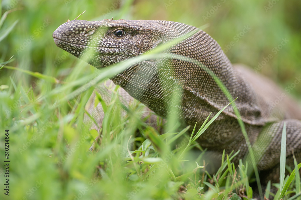 Obraz premium Bindenwaran Kopf im Grassdickicht