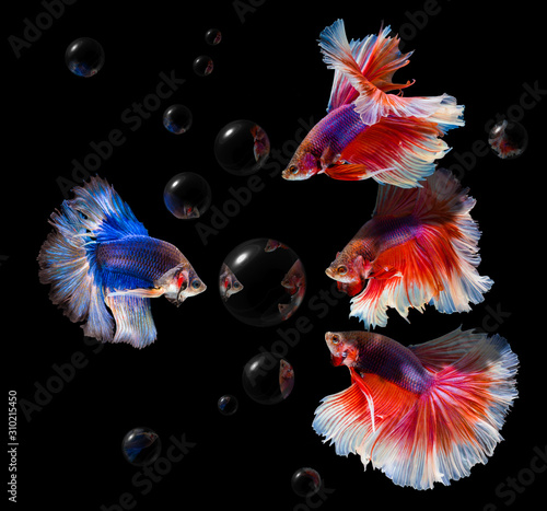 Colorful Siamese fighting fish fighting on black background with many bubbles.