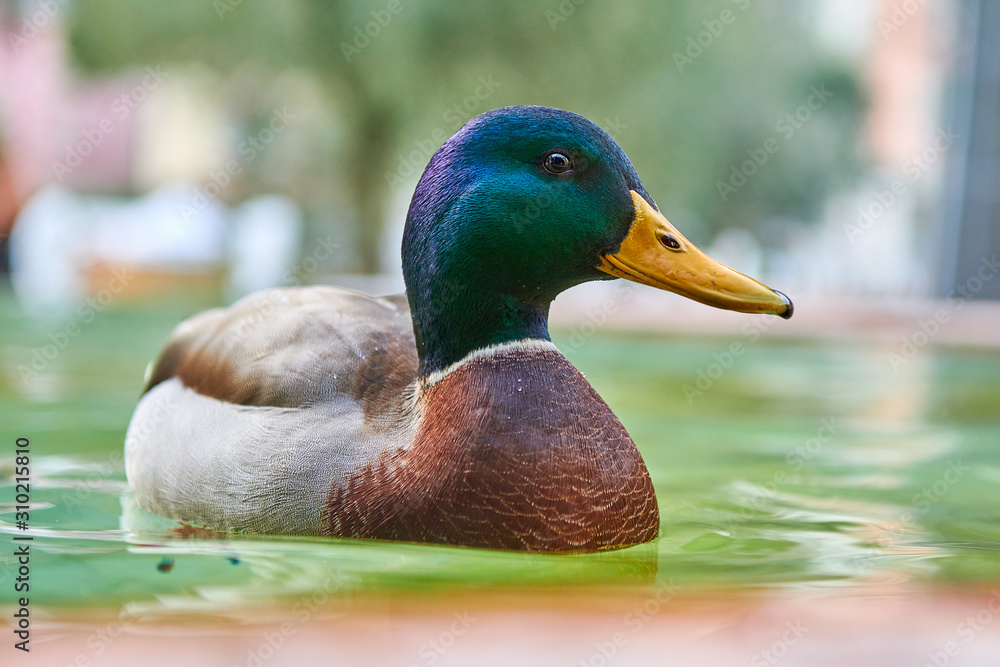 Obraz premium Close Up shot of a Duck stand on water with bokeh background