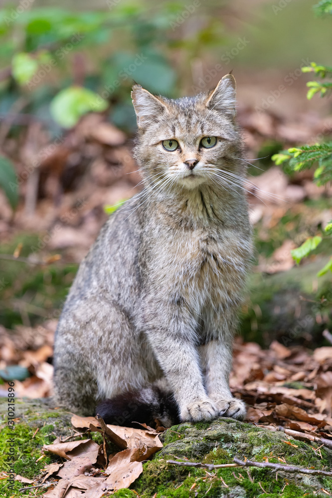 Fototapeta premium Wildkatze sitzt im Walddickicht und beoachtet