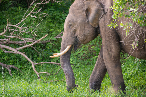 Sri-Lanka-Elefant mit Stosszähnen wandert durch Busch photo