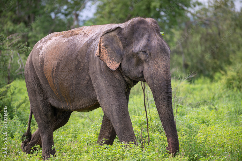 Sri-Lanka-Elefant, Bulle wandert durch Busch