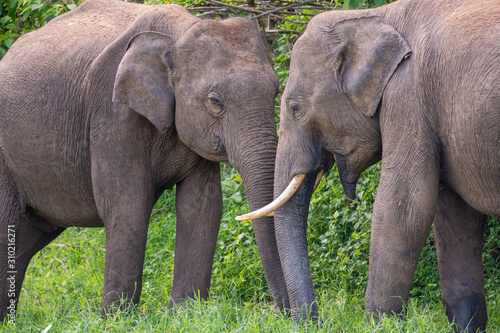 Zwei Sri-Lanka-Elefanten begrüßen sich