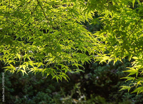 bright green japaneese maple leaves branching out