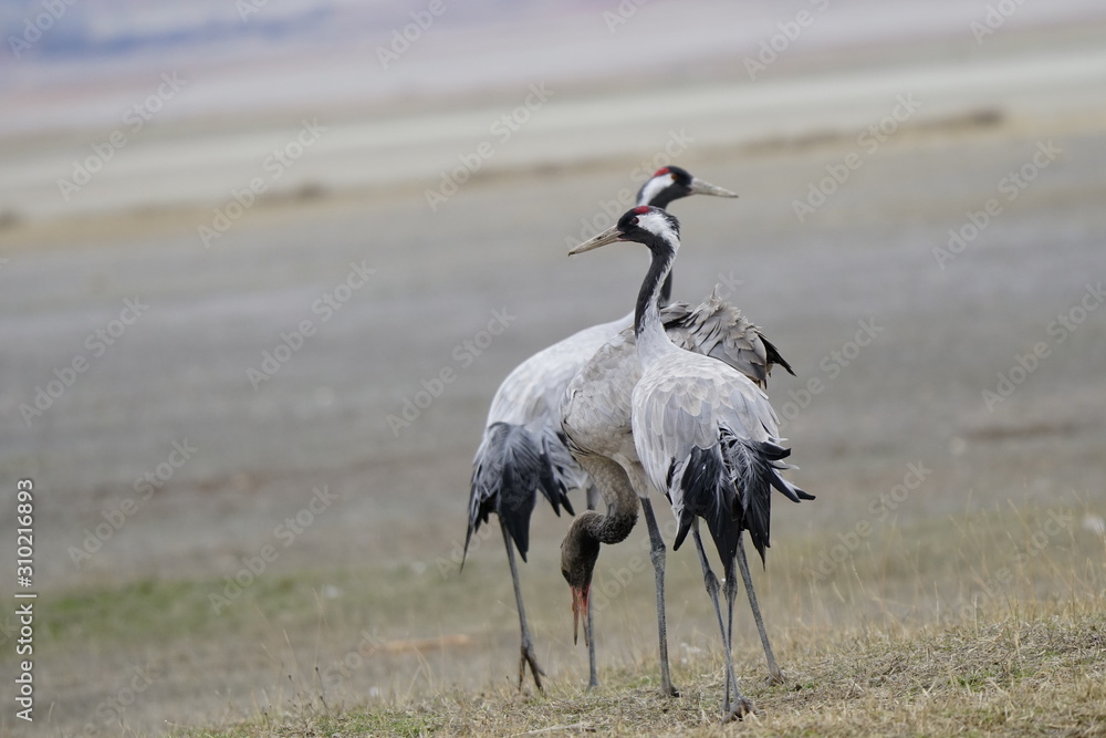 Fototapeta premium common crane gallocanta teruel aragon spain