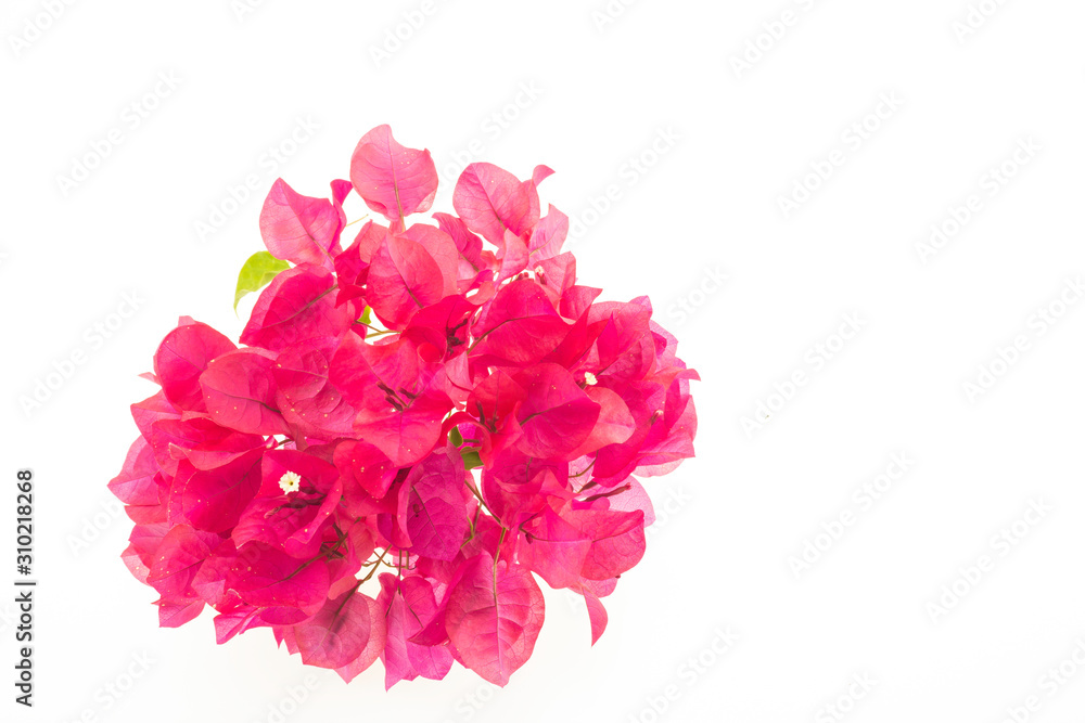 Red Bougainvillea flowers