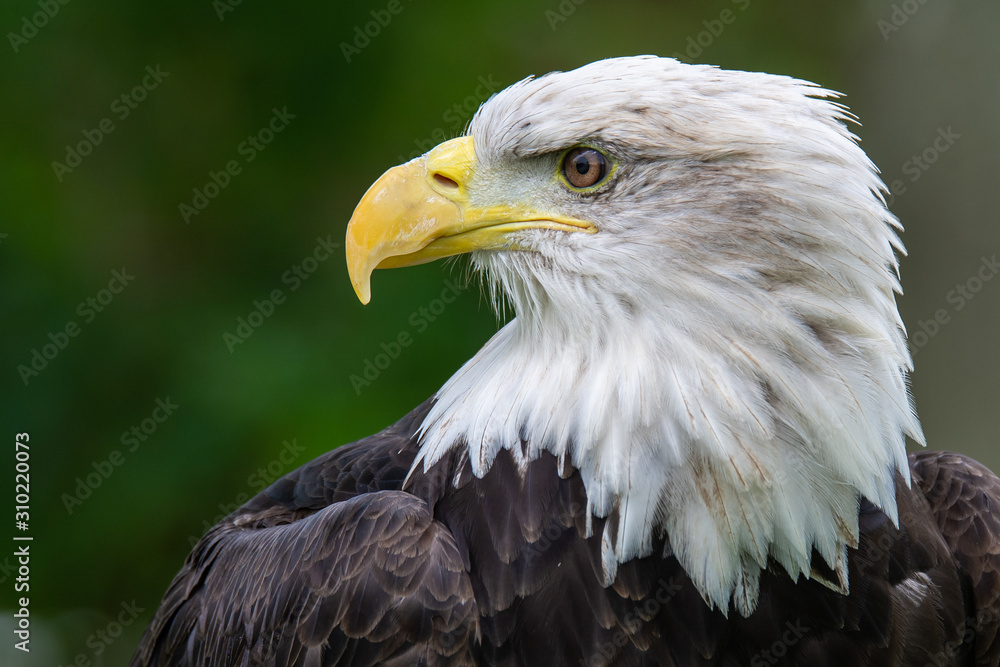 Obraz premium Bald Eagle