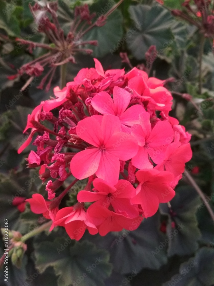 Beautiful red flower in a beautiful landscape of Peru Beautiful red flower in a beautiful landscape of Peru
