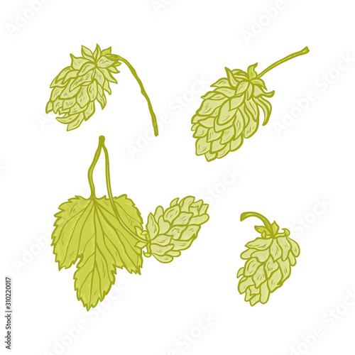 Beer Hops Vector Set. Common Hop or Humulus Lupulus Branch. Leaf and Cones