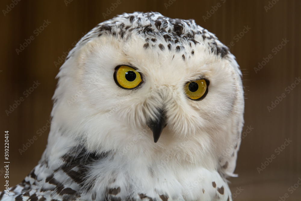 Obraz premium Snowy Owl