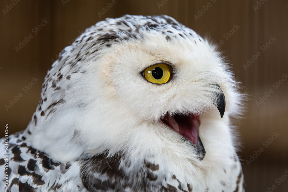 Obraz premium Snowy Owl