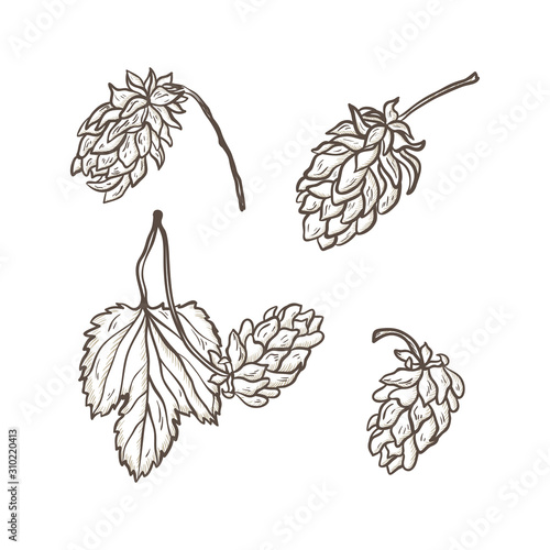 Beer Hops Vector Set. Common Hop or Humulus Lupulus Branch. Leaf and Cones